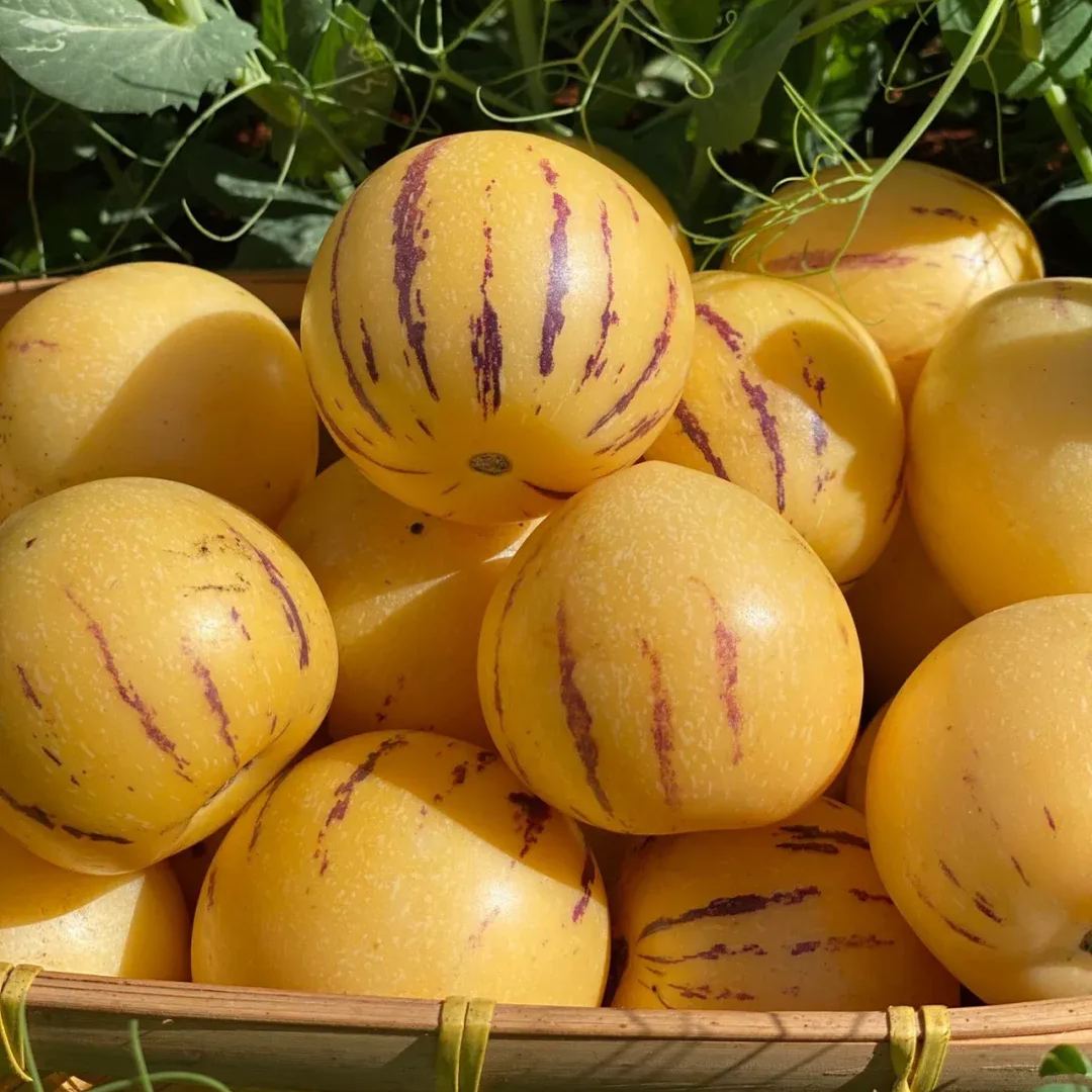 Семена от пепино (пъпешова круша или сладка краставица, екзотичен плод), семена от плод на женшен