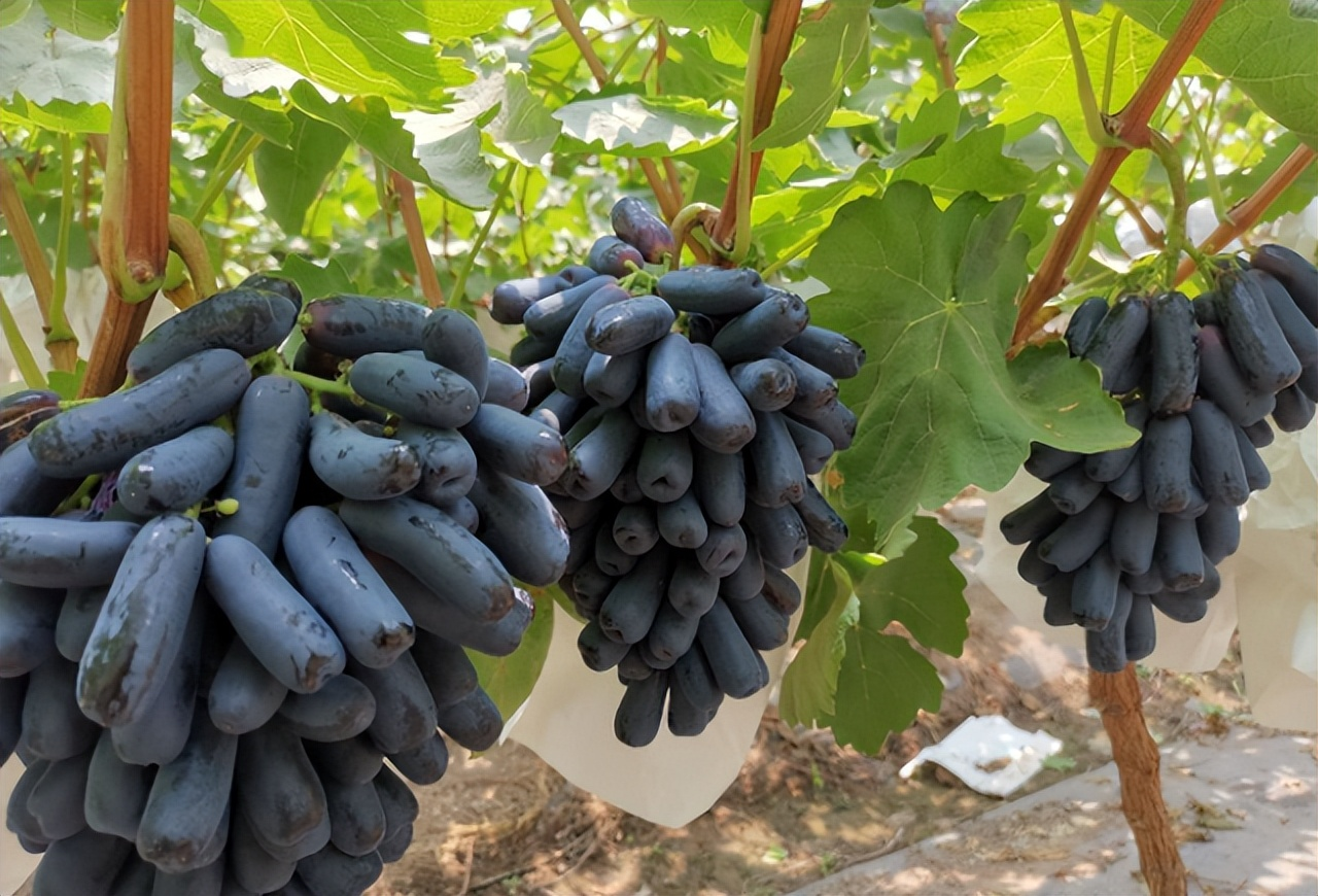 Nasiona bezpestkowych winogron Sapphire