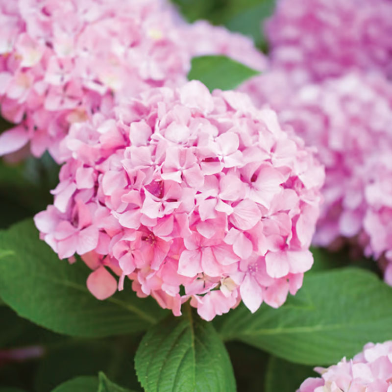 ✨ Семена от цветна гигантска хортензия – многогодишни цветя – лесни за засаждане 🍃