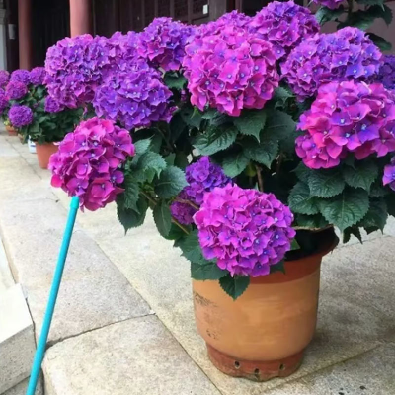 ✨ Семена от цветна гигантска хортензия – многогодишни цветя – лесни за засаждане 🍃