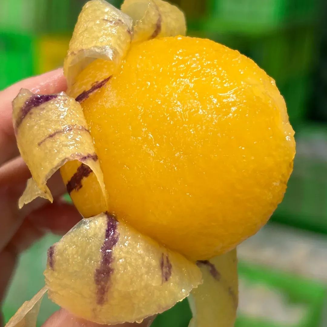 Семена от пепино (пъпешова круша или сладка краставица, екзотичен плод), семена от плод на женшен