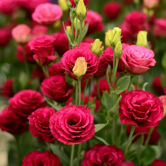 🌺 Лизиантус – Искрена любов