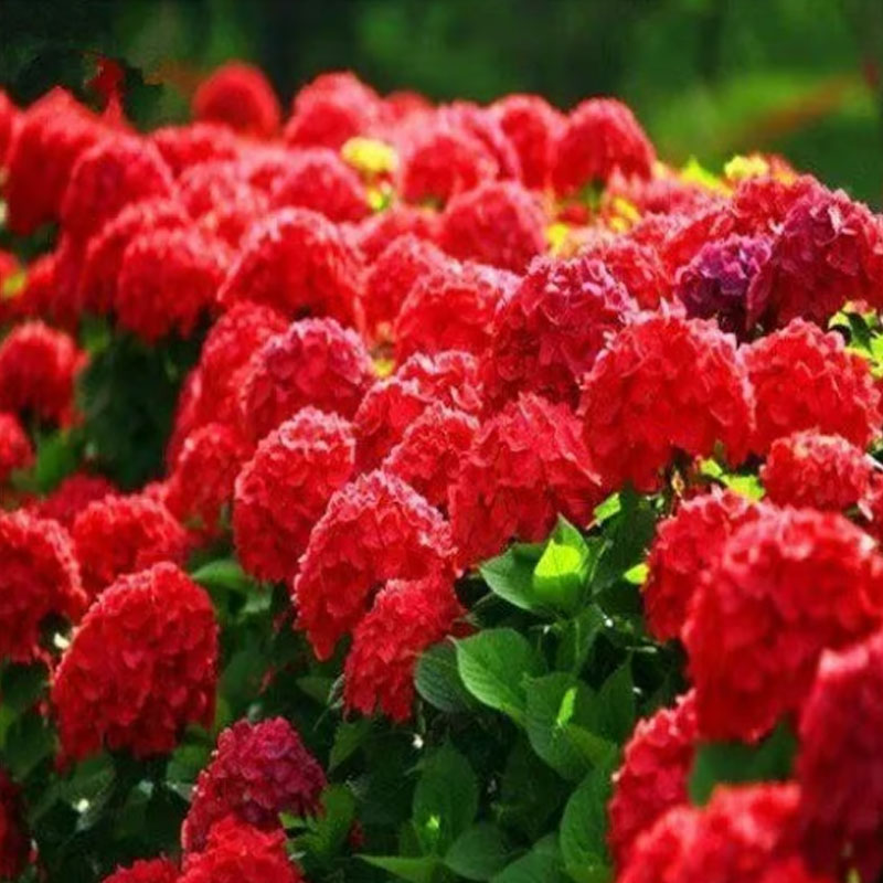 ✨ Семена от цветна гигантска хортензия – многогодишни цветя – лесни за засаждане 🍃