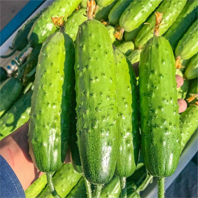 🥒 Семена за пълзящи краставици