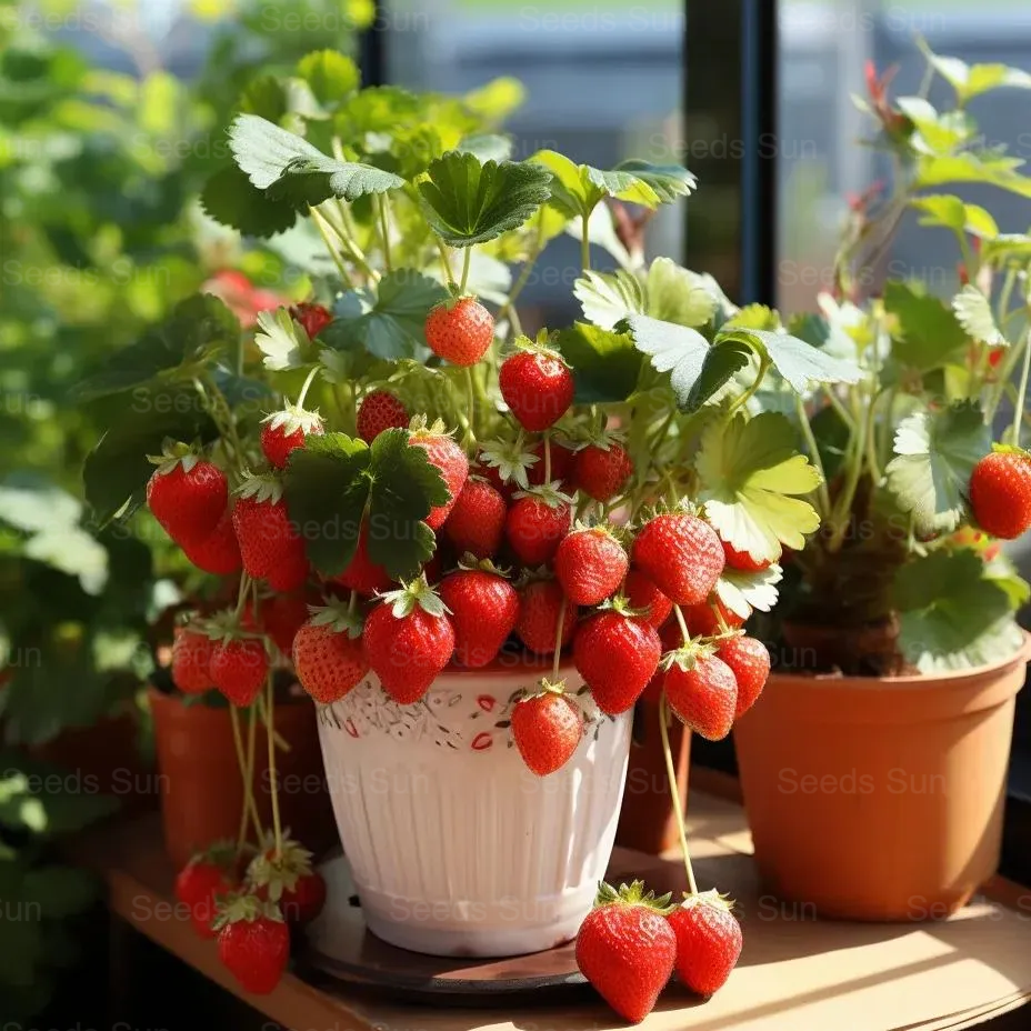 Семена от кремави ягоди