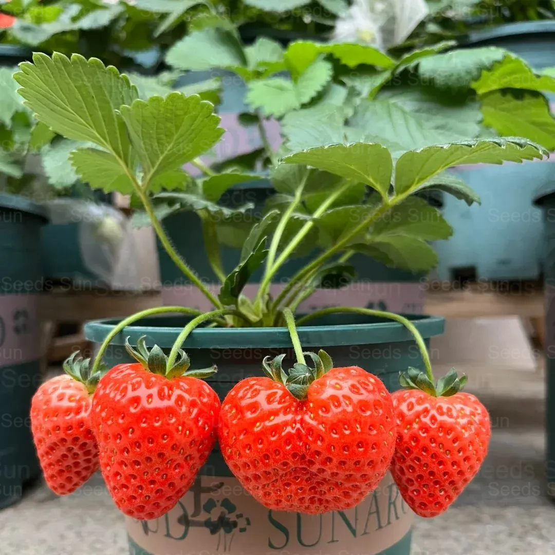 Семена от кремави ягоди