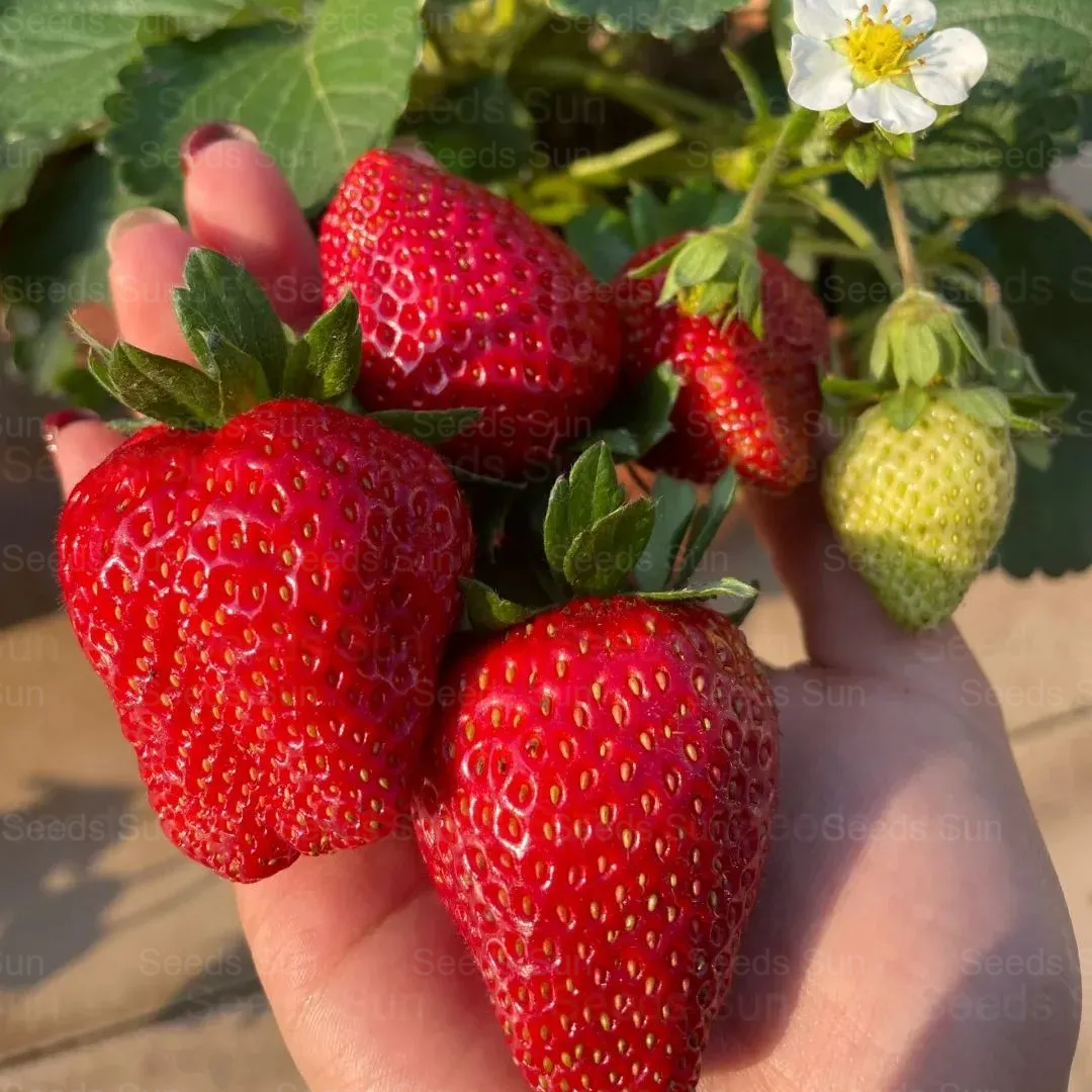 Семена от кремави ягоди