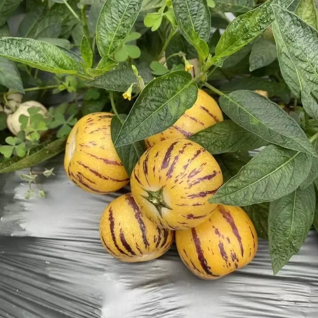 Семена от пепино (пъпешова круша или сладка краставица, екзотичен плод), семена от плод на женшен