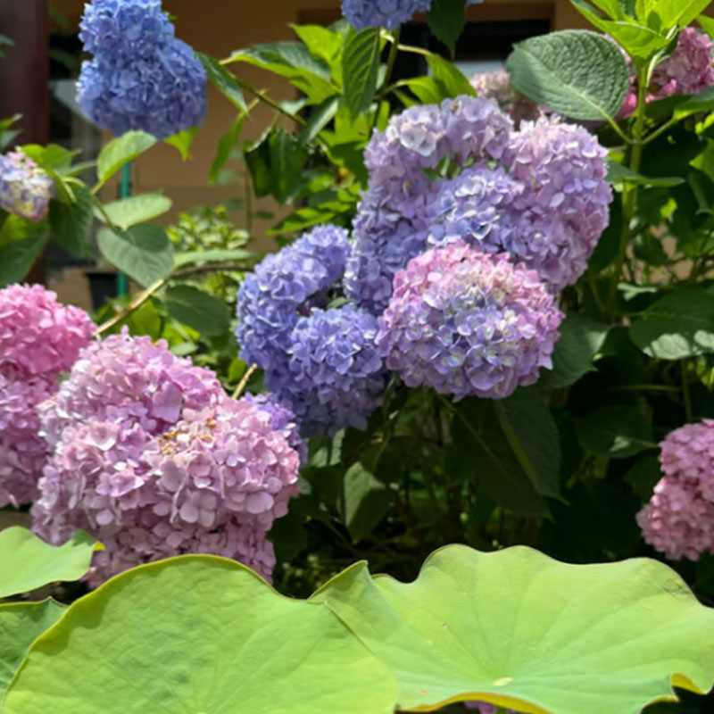 ✨ Семена от цветна гигантска хортензия – многогодишни цветя – лесни за засаждане 🍃