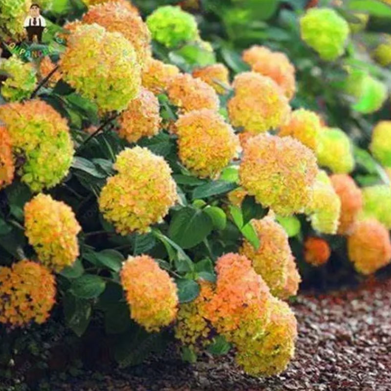 ✨ Семена от цветна гигантска хортензия – многогодишни цветя – лесни за засаждане 🍃