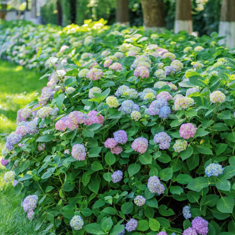 ✨ Семена от цветна гигантска хортензия – многогодишни цветя – лесни за засаждане 🍃