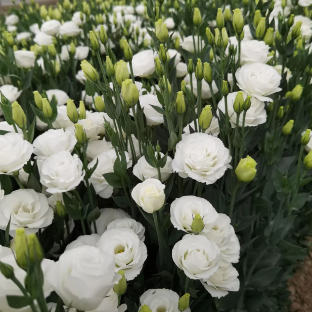 🌺 Лизиантус – Искрена любов