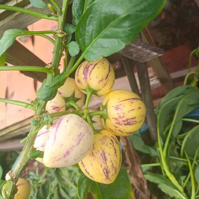 Семена от пепино (пъпешова круша или сладка краставица, екзотичен плод), семена от плод на женшен