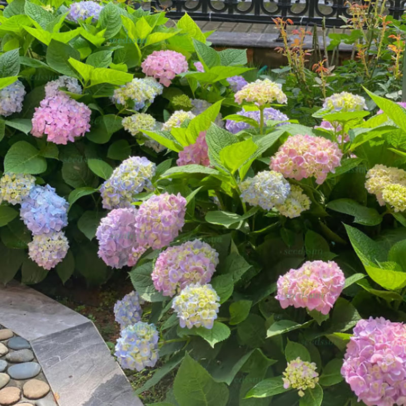 ✨ Семена от цветна гигантска хортензия – многогодишни цветя – лесни за засаждане 🍃