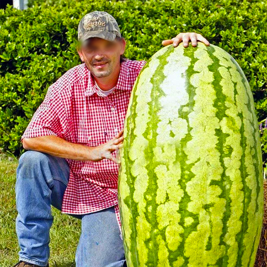 ⏰ Последен ден 50% отстъпка – 🍉 Семена за диня „Лесна работа“