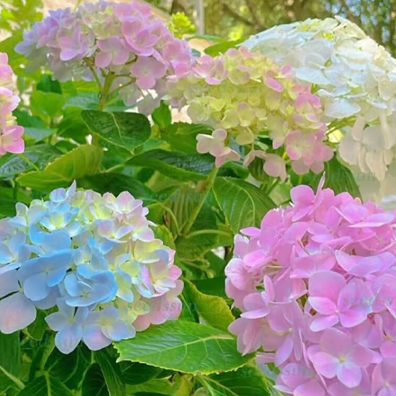 ✨ Семена от цветна гигантска хортензия – многогодишни цветя – лесни за засаждане 🍃