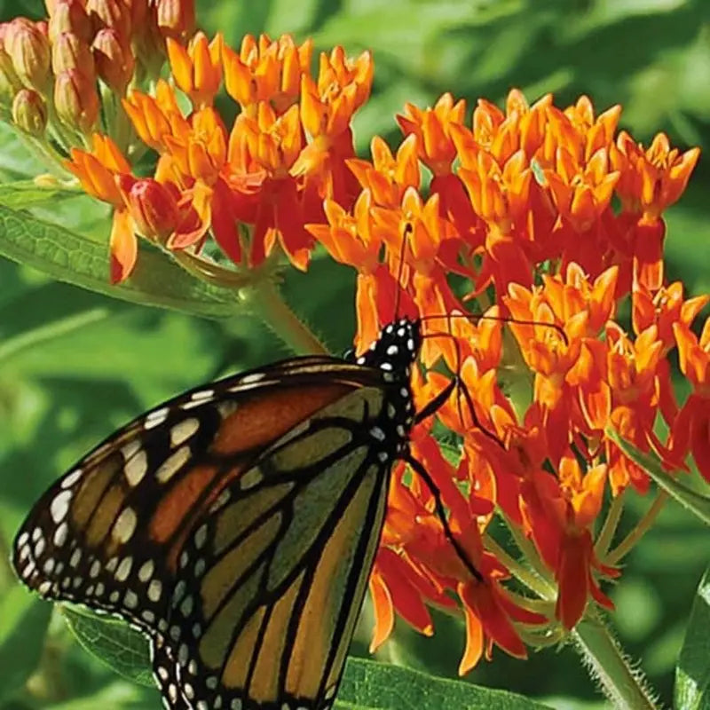 Butterfly Milkweed Seeds – Easy to Grow, Drought Tolerant, Attracts Pollinators & Supports Monarch Butterflies