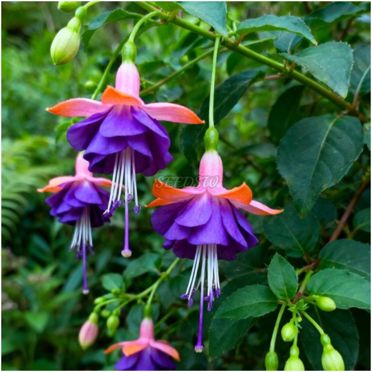 🌼 😍 Fuchsia Flower Seeds - Vibrant Ornamental Plants Hanging Baskets Containers Garden