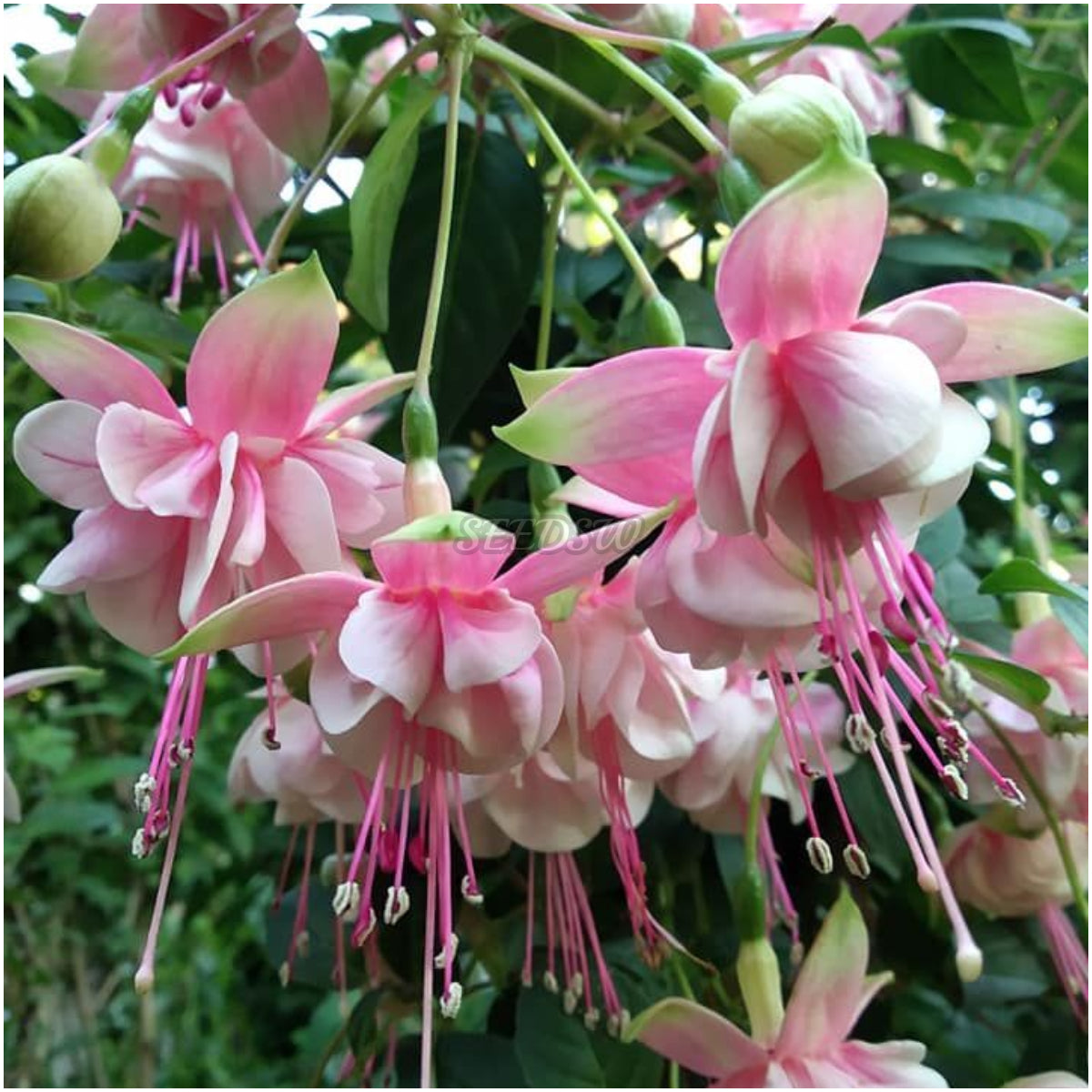 🌼 😍 Fuchsia Flower Seeds - Vibrant Ornamental Plants Hanging Baskets Containers Garden