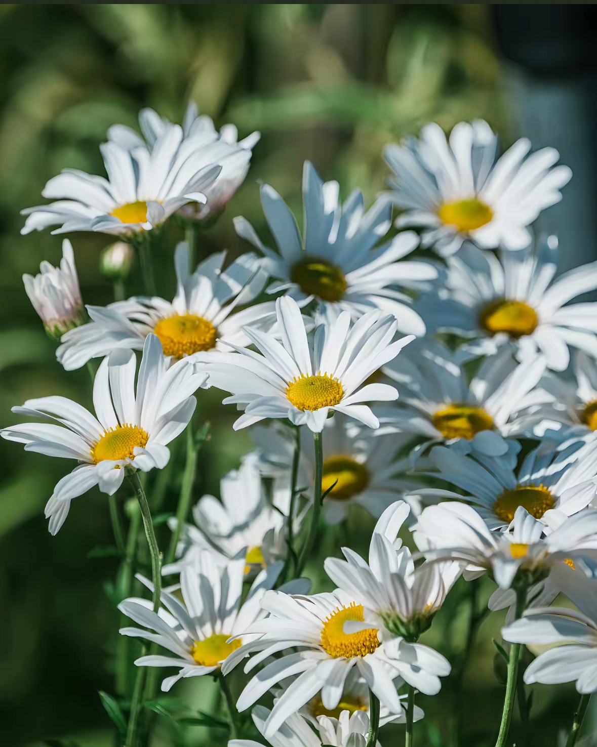 🌼 Малките елфи на саксията! Семена от Бяла маргаритка"