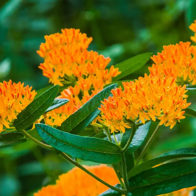 Butterfly Milkweed Seeds – Easy to Grow, Drought Tolerant, Attracts Pollinators & Supports Monarch Butterflies
