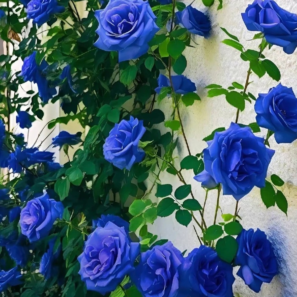 🌹Rare Heirloom Blue Rose Seeds