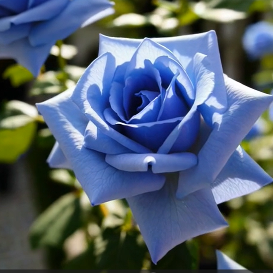 🌹Rare Heirloom Blue Rose Seeds