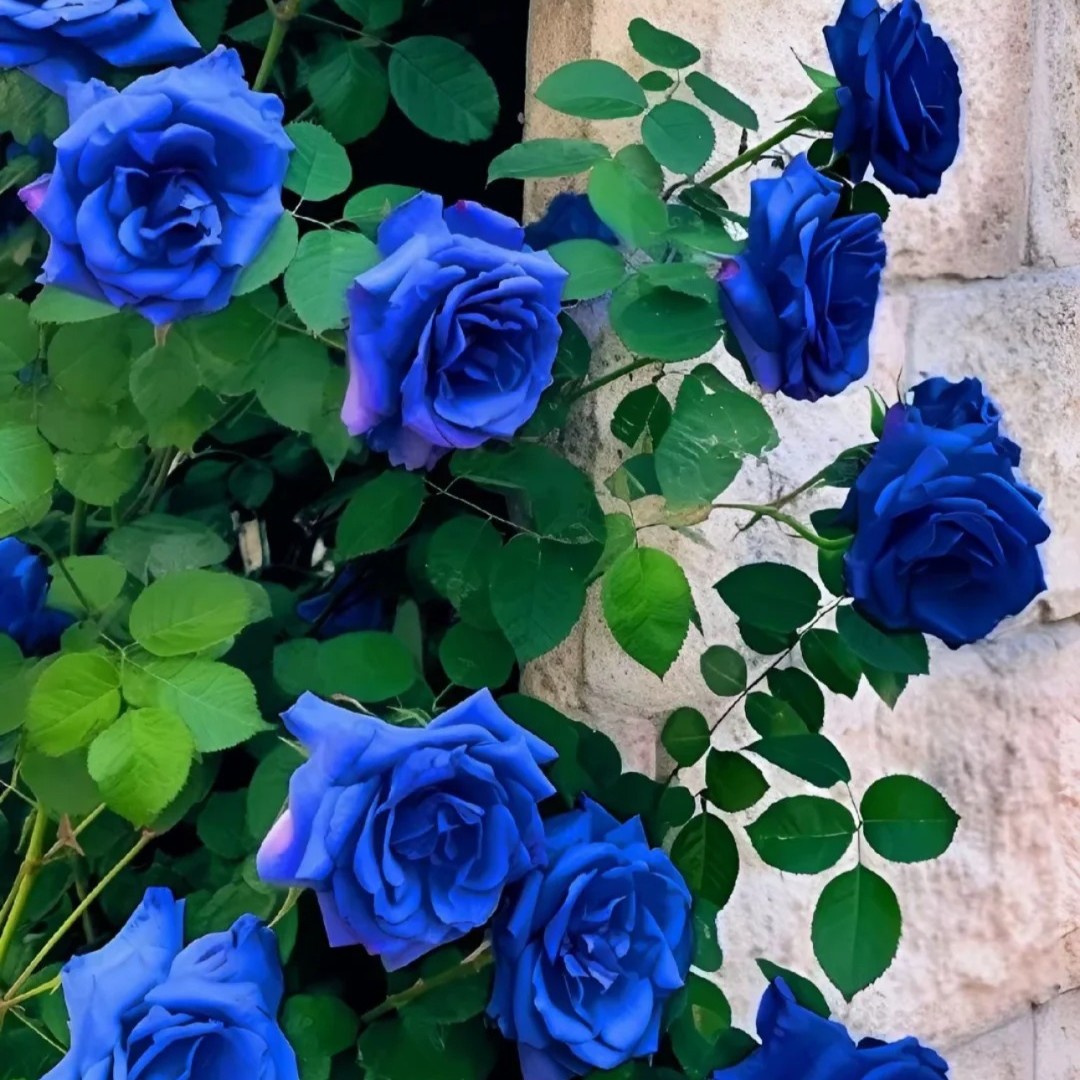 🌹Rare Heirloom Blue Rose Seeds