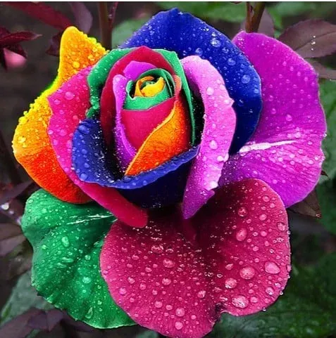 🌹Rare Heirloom Blue Rose Seeds