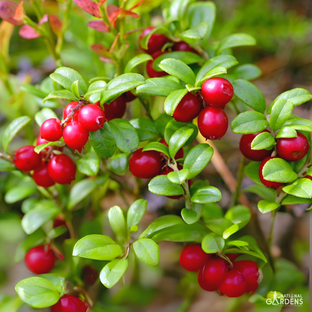 Екзотични плодови семена | Къпина, Малина, Червена боровинка, Киви