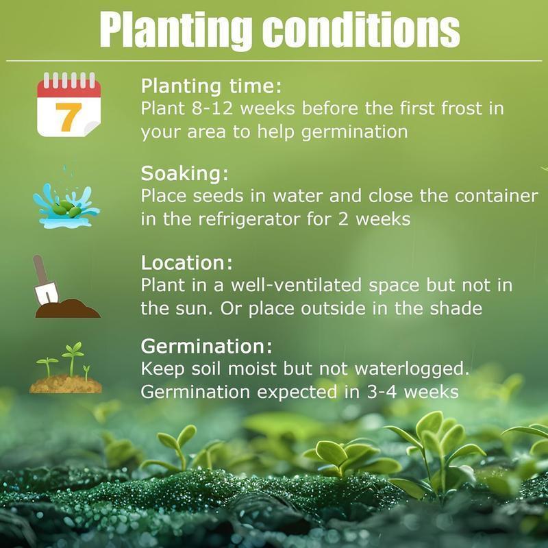 Семена от растение Rainbow Haze