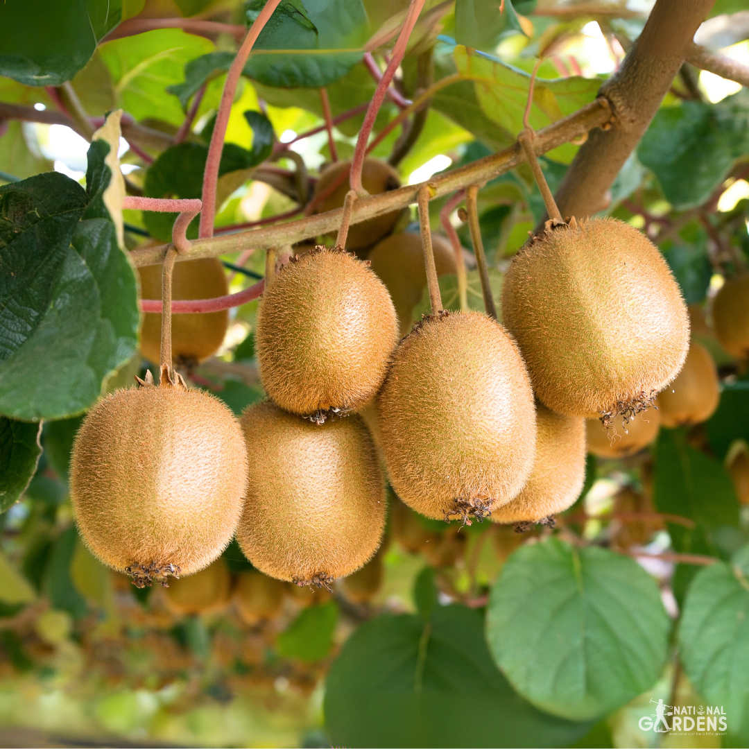 Екзотични плодови семена | Къпина, Малина, Червена боровинка, Киви