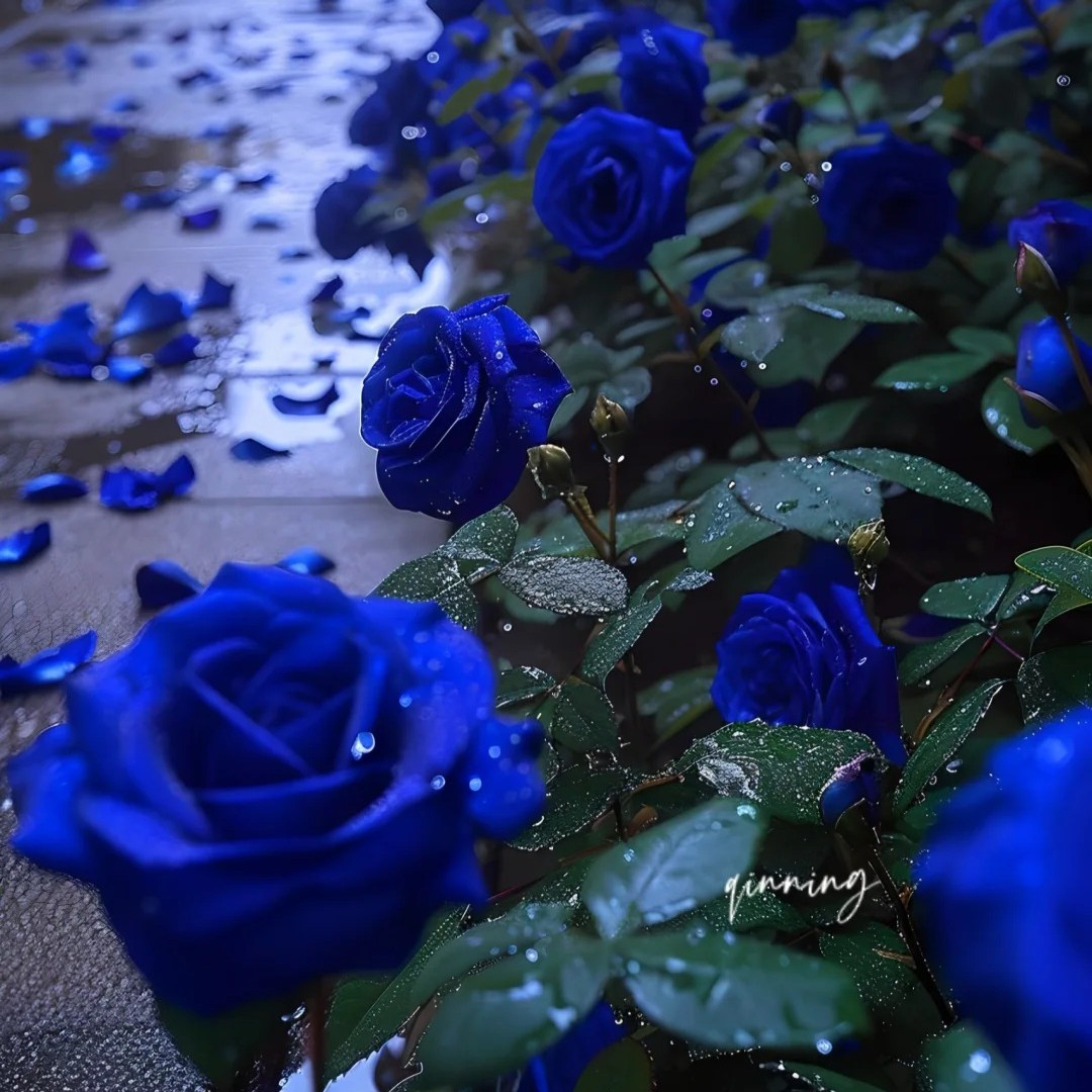 🌹Rare Heirloom Blue Rose Seeds