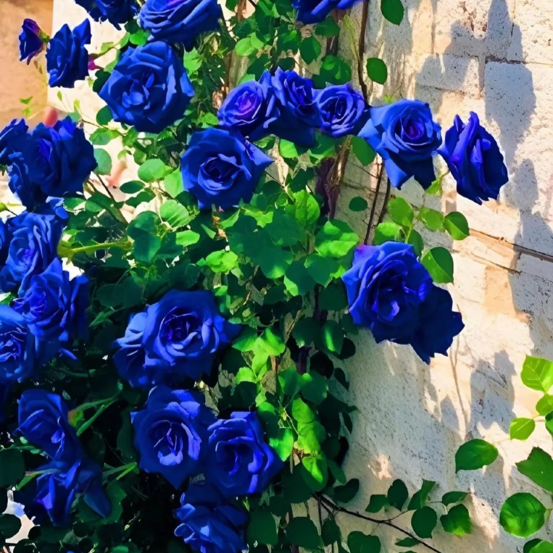 🌹Rare Heirloom Blue Rose Seeds