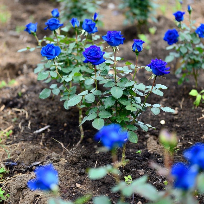 🌹Rare Heirloom Blue Rose Seeds