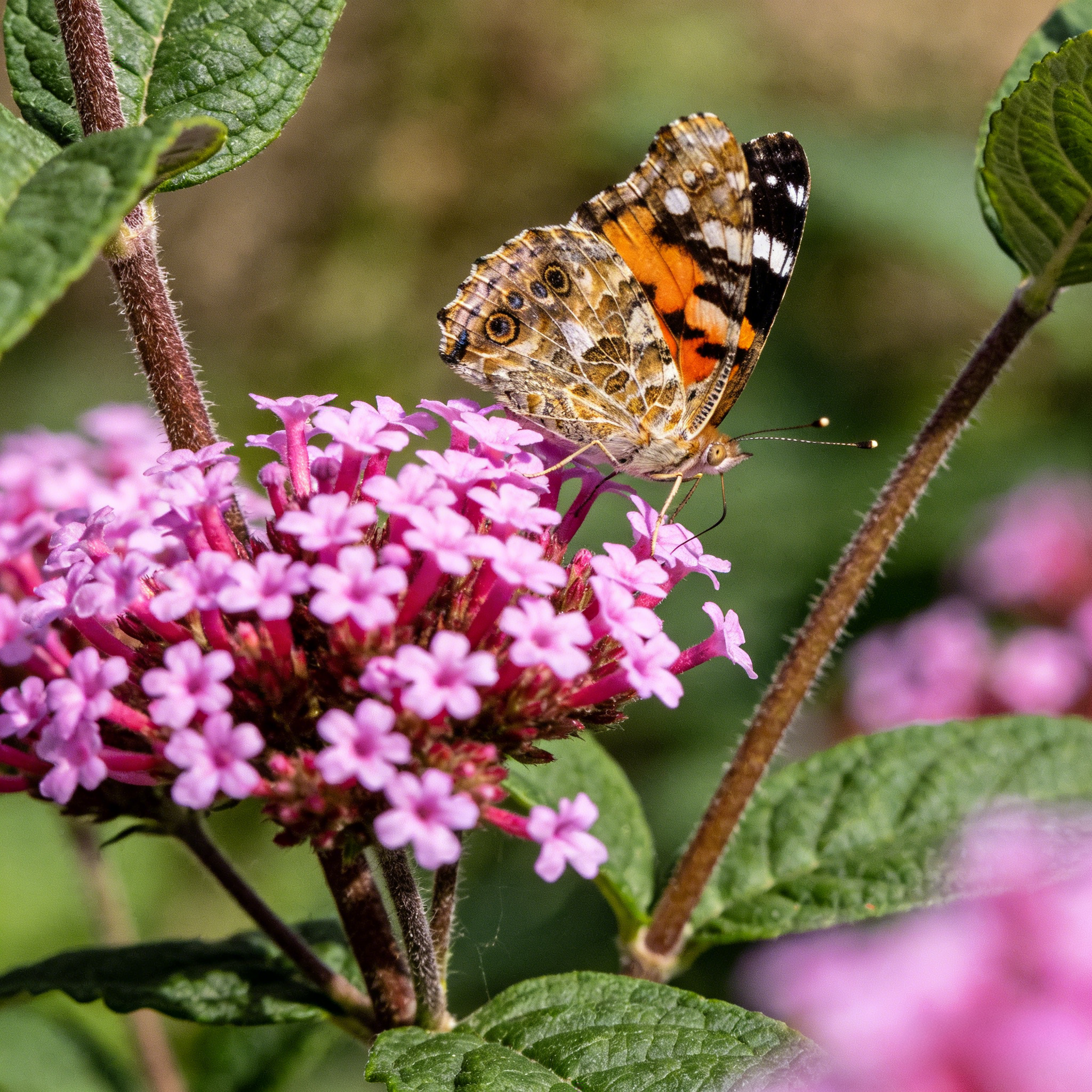 Butterfly Milkweed Seeds – Easy to Grow, Drought Tolerant, Attracts Pollinators & Supports Monarch Butterflies