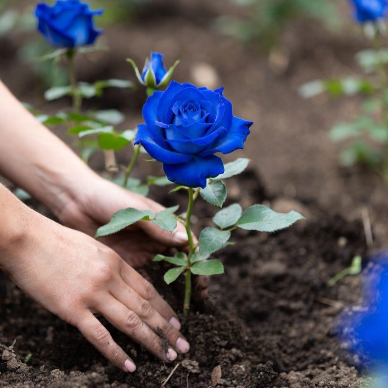 🌹Rare Heirloom Blue Rose Seeds