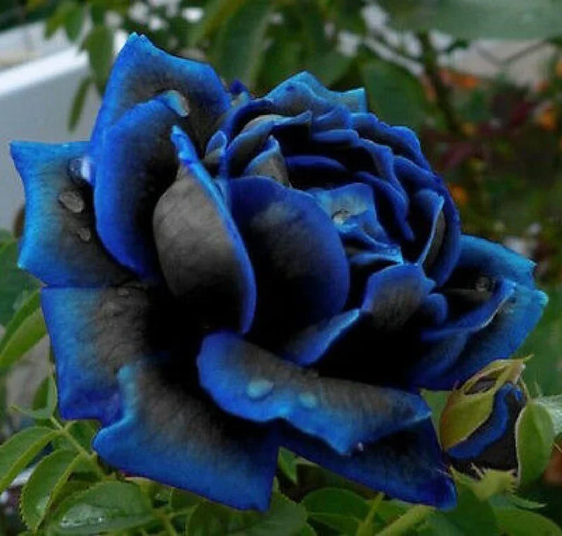 🌹Rare Heirloom Blue Rose Seeds