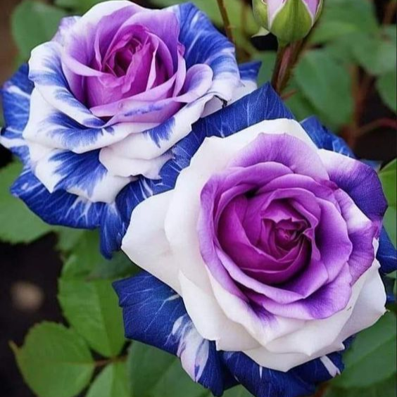 🌹Rare Heirloom Blue Rose Seeds