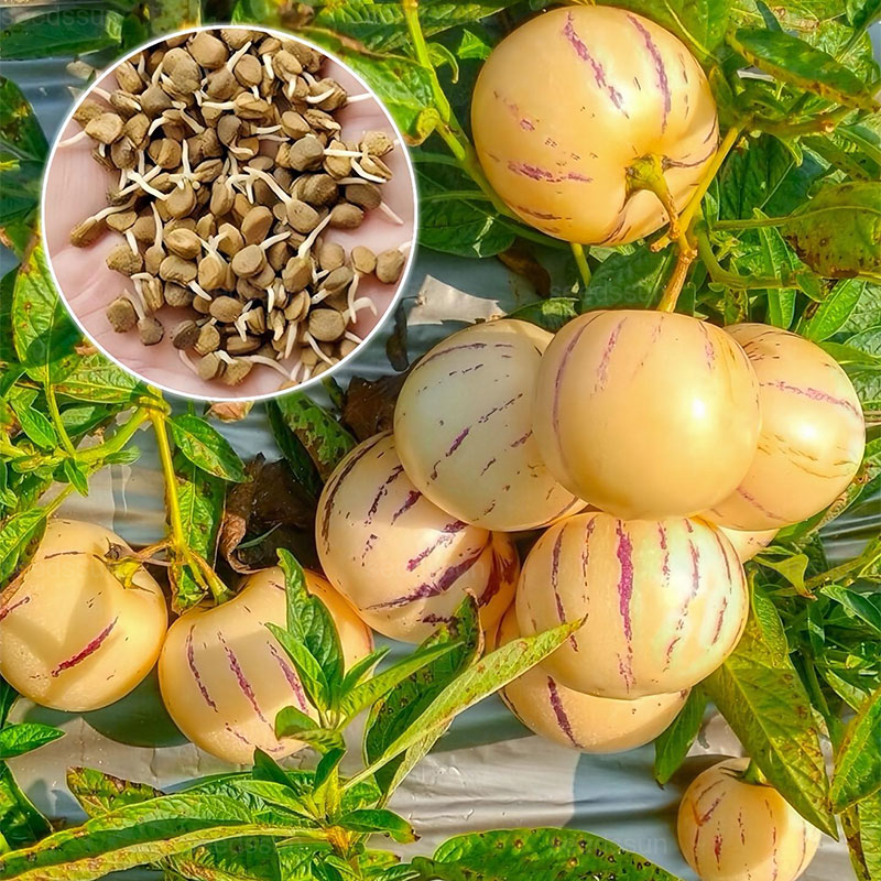 Ginseng Fruit Seeds