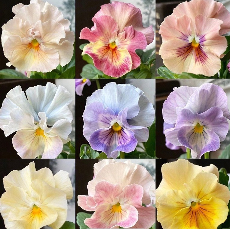 💐 Pansy Winter Elf Series - I Miss You Endlessly