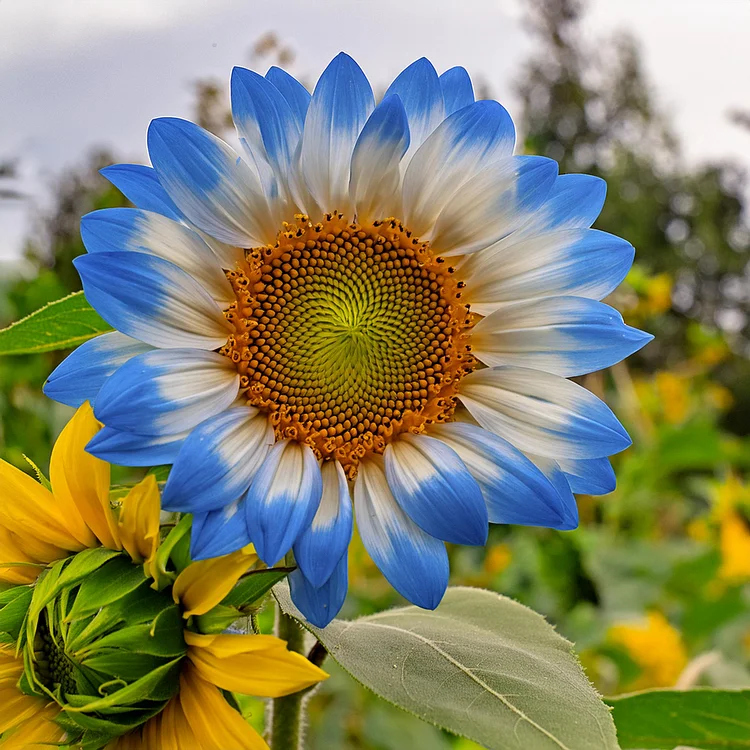 Семена от Полунощен пламтящ слънчоглед