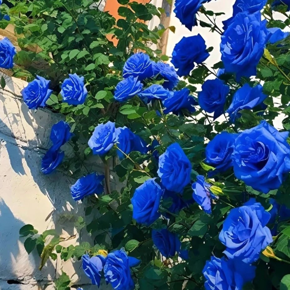 🌹Rare Heirloom Blue Rose Seeds
