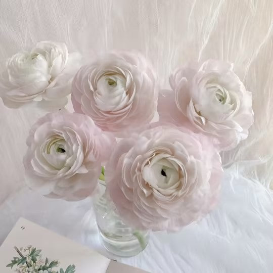 Boglárka bazsarózsa – Elegancia és luxus egyesítve egy virágban