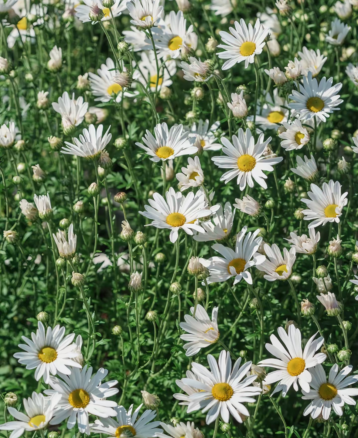 🌼 Малките елфи на саксията! Семена от Бяла маргаритка"