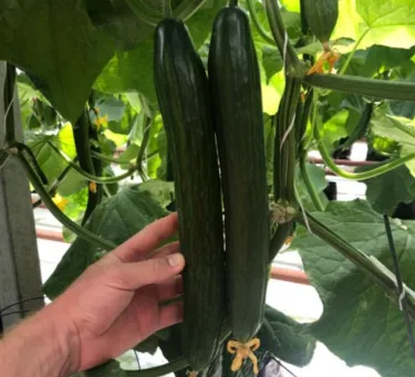 Semená Okurky F1 Superfruit – Hromadné, Vysokovýnosné