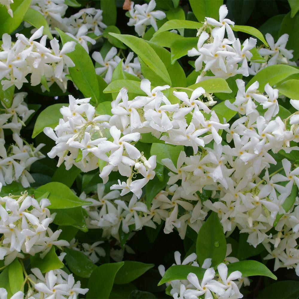 🌟 Семена от звезден жасмин (Star Jasmine)