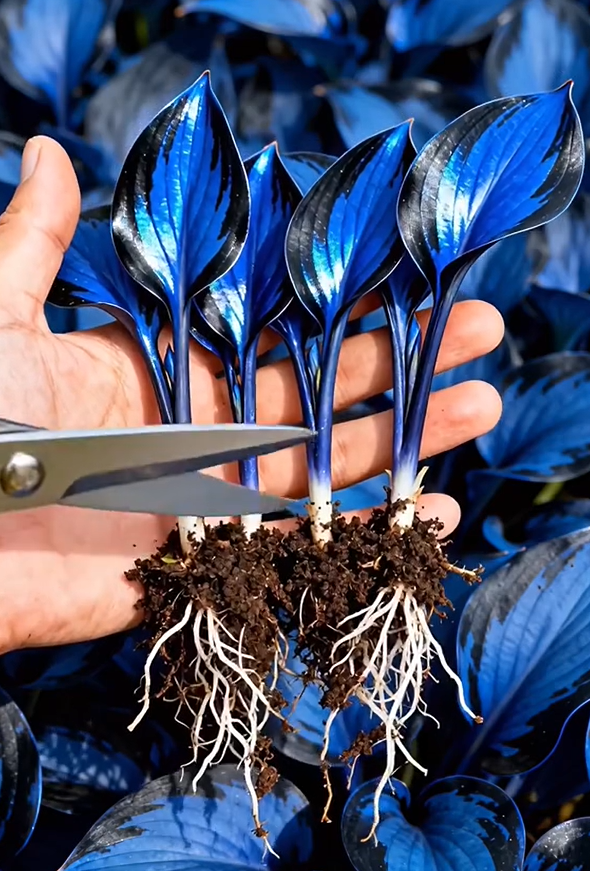 🌿 Prémiová Rare Hosta – Kráľovná Tieňových Záhrad! 🌿