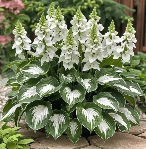 🌿 Prémiová Rare Hosta – Kráľovná Tieňových Záhrad! 🌿
