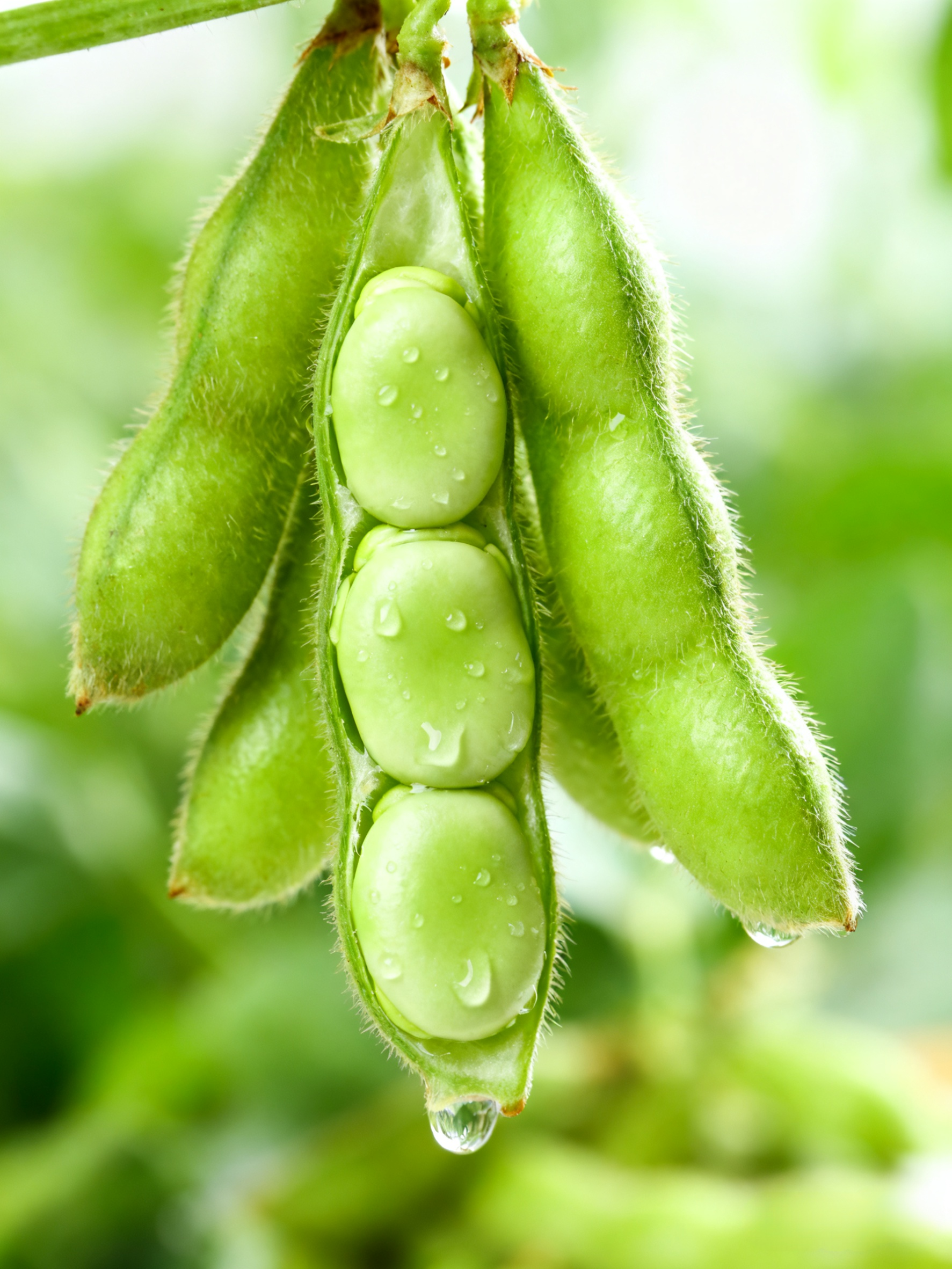 Authentic Yunnan Baoshan Green-Heart Broad Beans